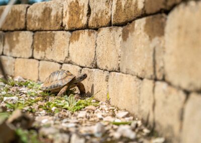 Schildkrötenparadies
