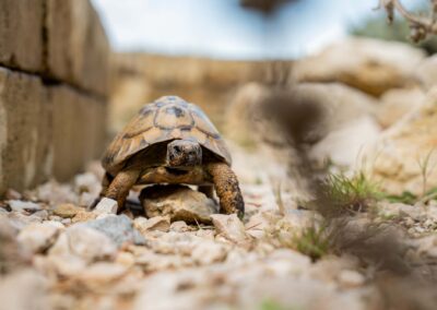 Schildkrötenparadies
